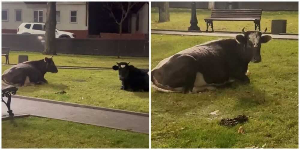 Мэр Кисловодска пожаловался на коров, которые съели "вкусный газон" у мемориала