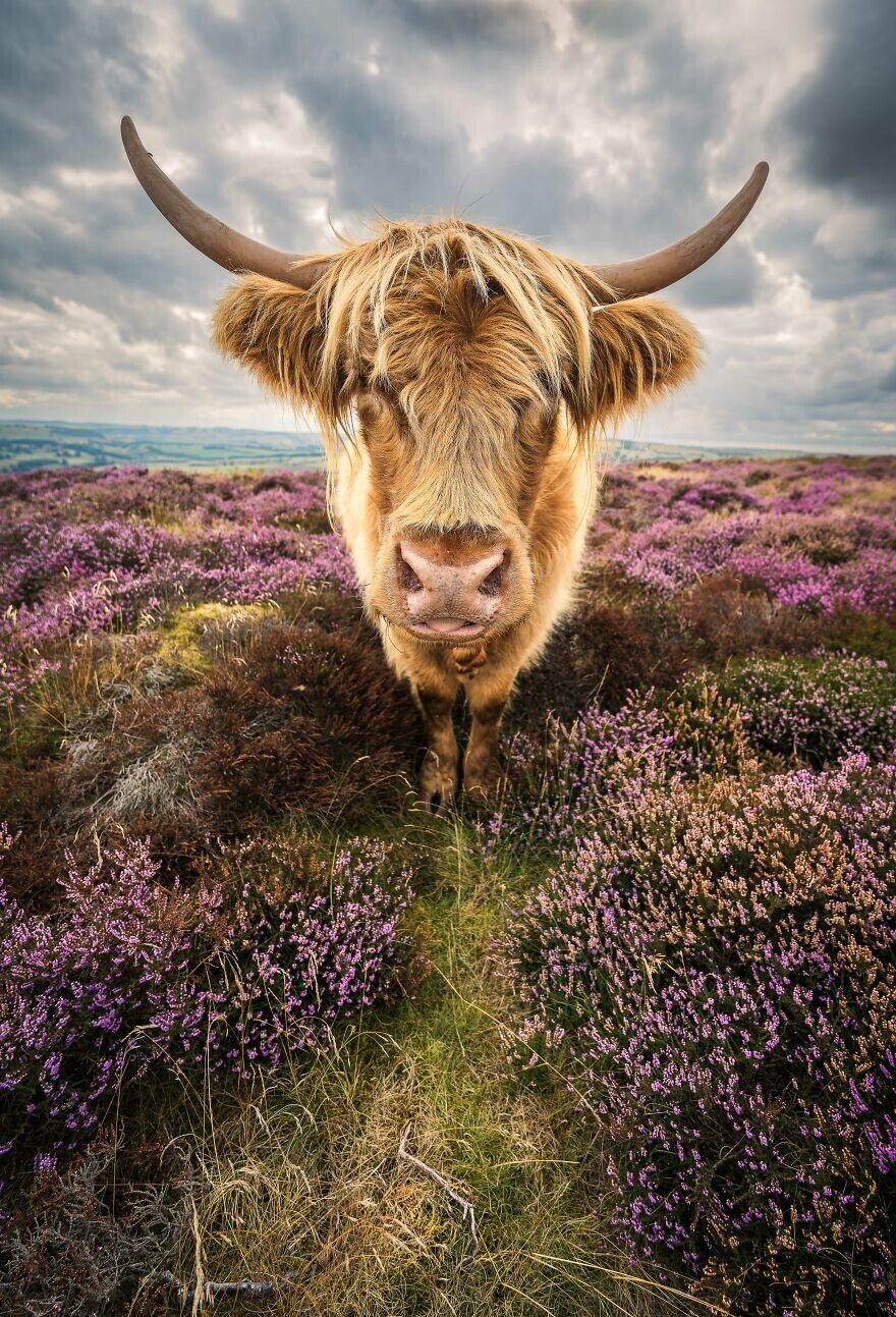 4. Бык на полях Шотландии. Фотограф - Wesley Kristopher