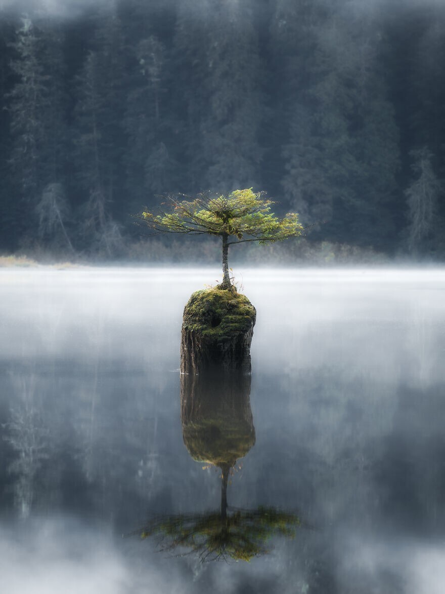 8. "Деревья на воде", фотограф - Jinyi Han