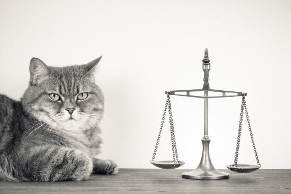 Судам запретили использовать котов в качестве смягчающих обстоятельств при вынесении приговоров