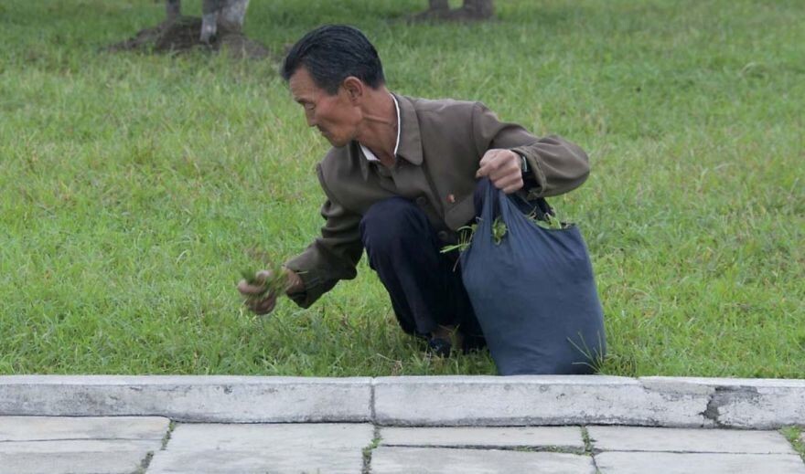 4. Северокорейцы собирают траву в парках, некоторые утверждают, что для еды