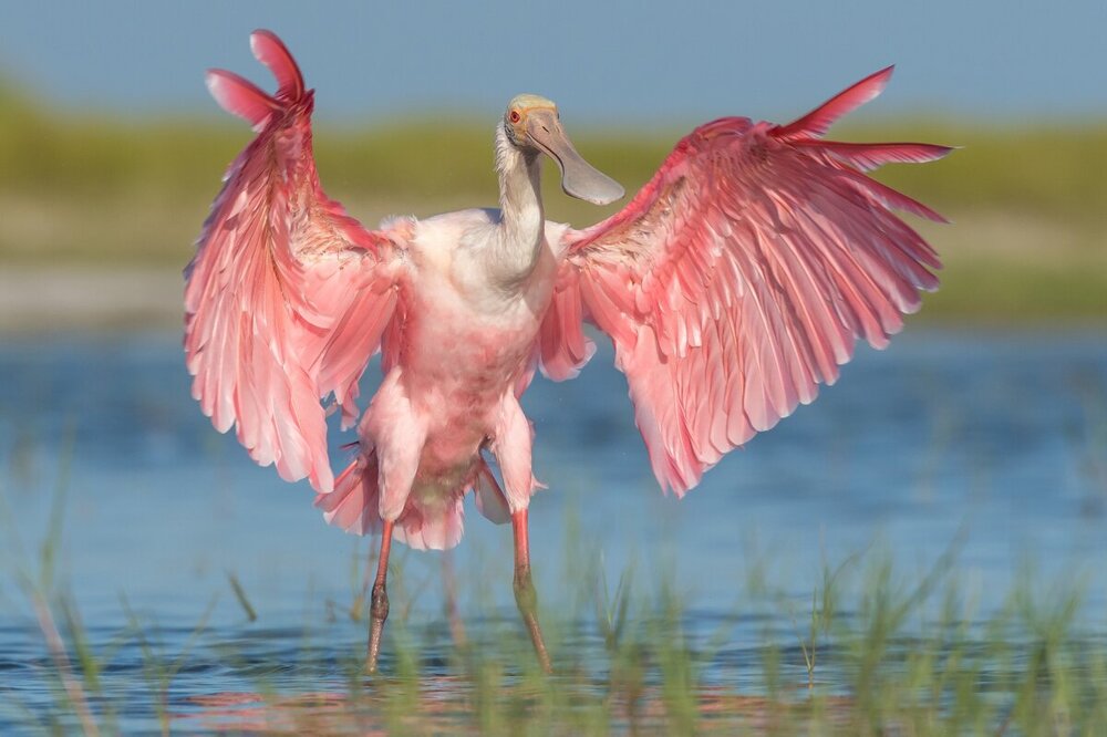 Розовая колпица: килограмм перьев за 100 000$