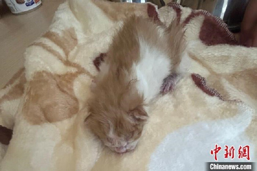 В Китае создали клон кота, используя только собственное оборудование