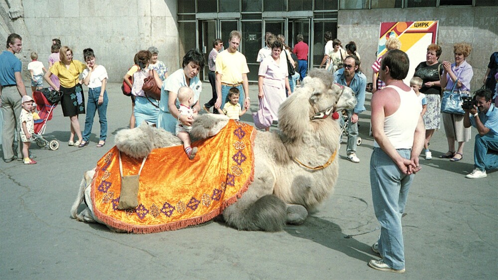 Фотосессия с верблюдом около станции метро "Баррикадная".