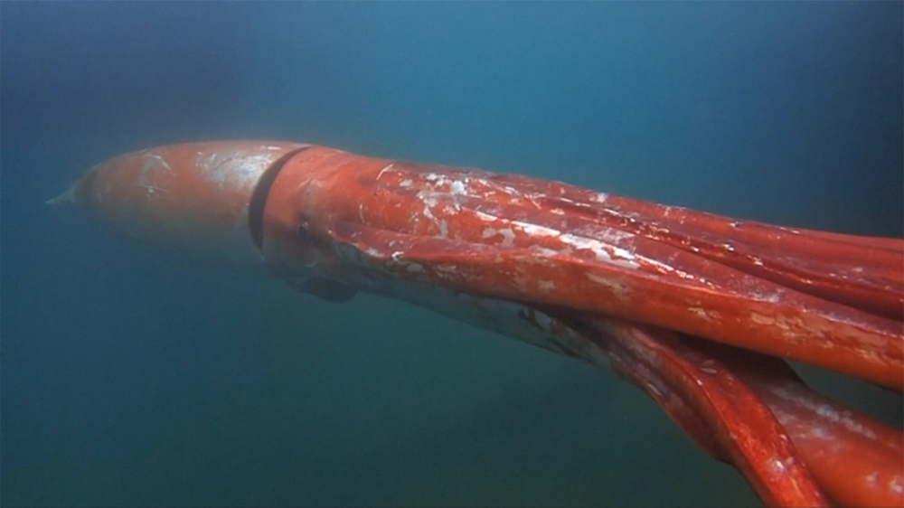 Интересные факты о гигантских кальмарах
