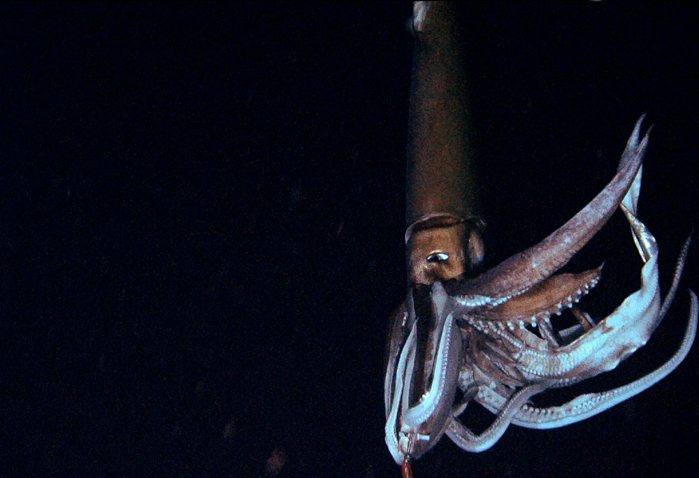 Интересные факты о гигантских кальмарах