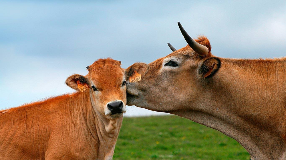 Джерсийская корова: её молоко считается самым вкусным в мире