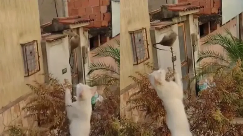 «Иди сюда, хвостатый»: экстремальную охоту кота на крысу сняли на видео