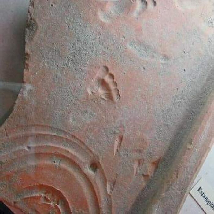 7. Отпечаток ноги ребенка на красной глиняной плитке, сделанный во время ее высыхания ~2000 лет назад. Везон-ла-Ромен, Франция (древнеримский город Vasio Vocontiorum)