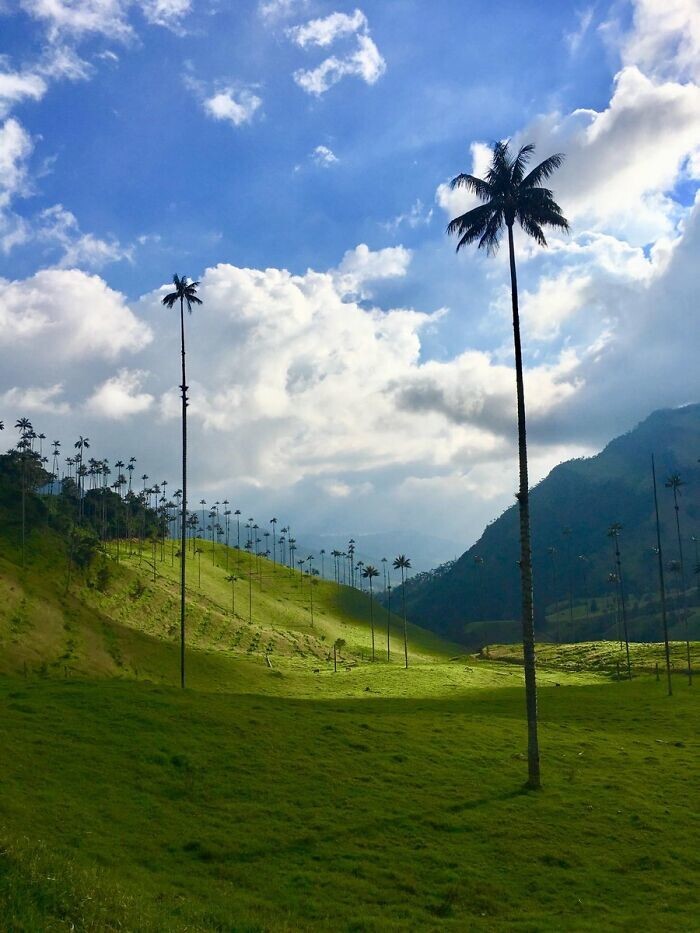 17. Самые высокие пальмы в мире. Валье-де-Кокора, Колумбия