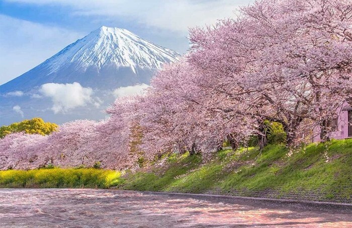 2. Цветущая сакура на фоне горы Фудзи, Япония