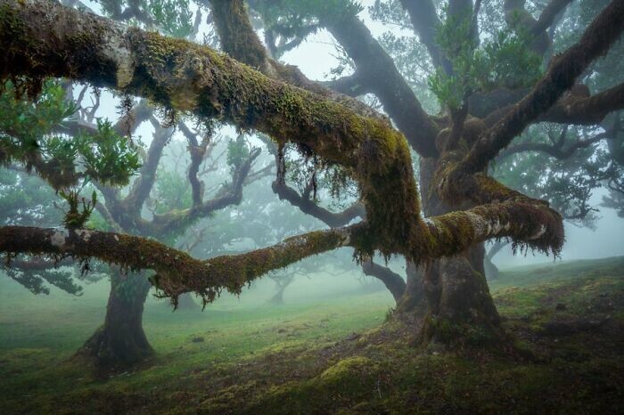 3. Таинственный старый лес, Мадейра, Португалия