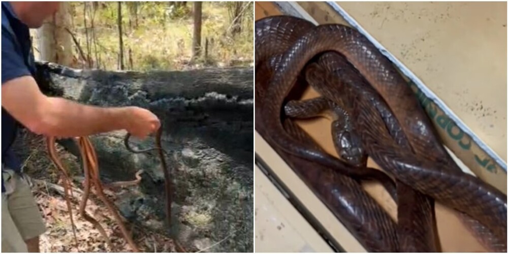 В крыше дома в Австралии нашли множество змей