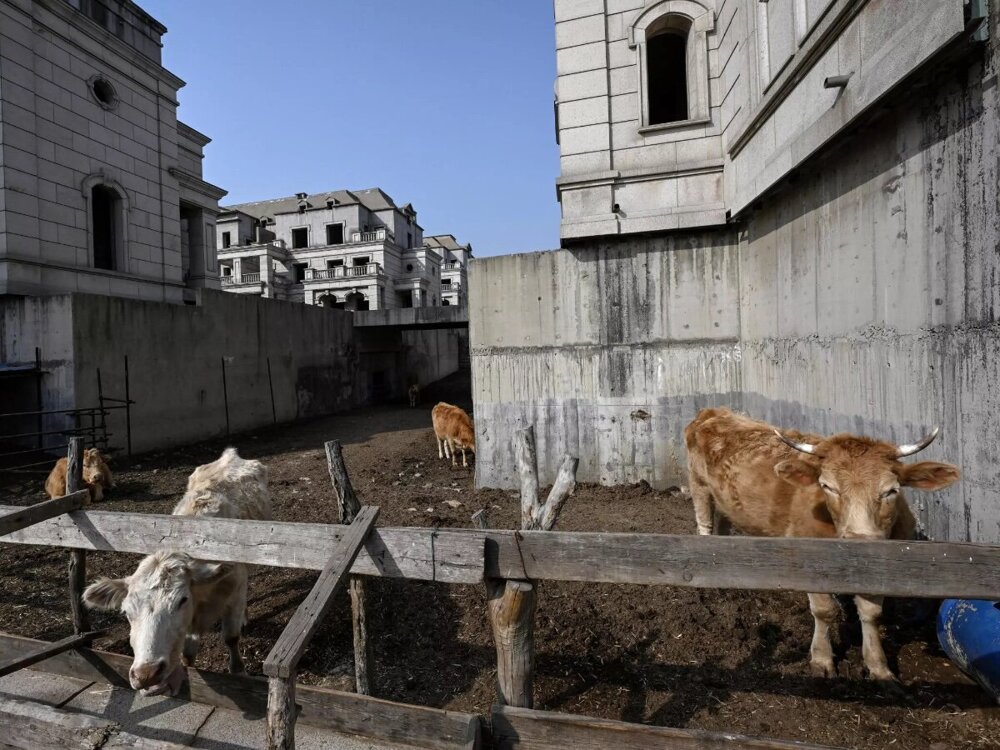 Китайский город-призрак с особняками, в которых теперь живут коровы
