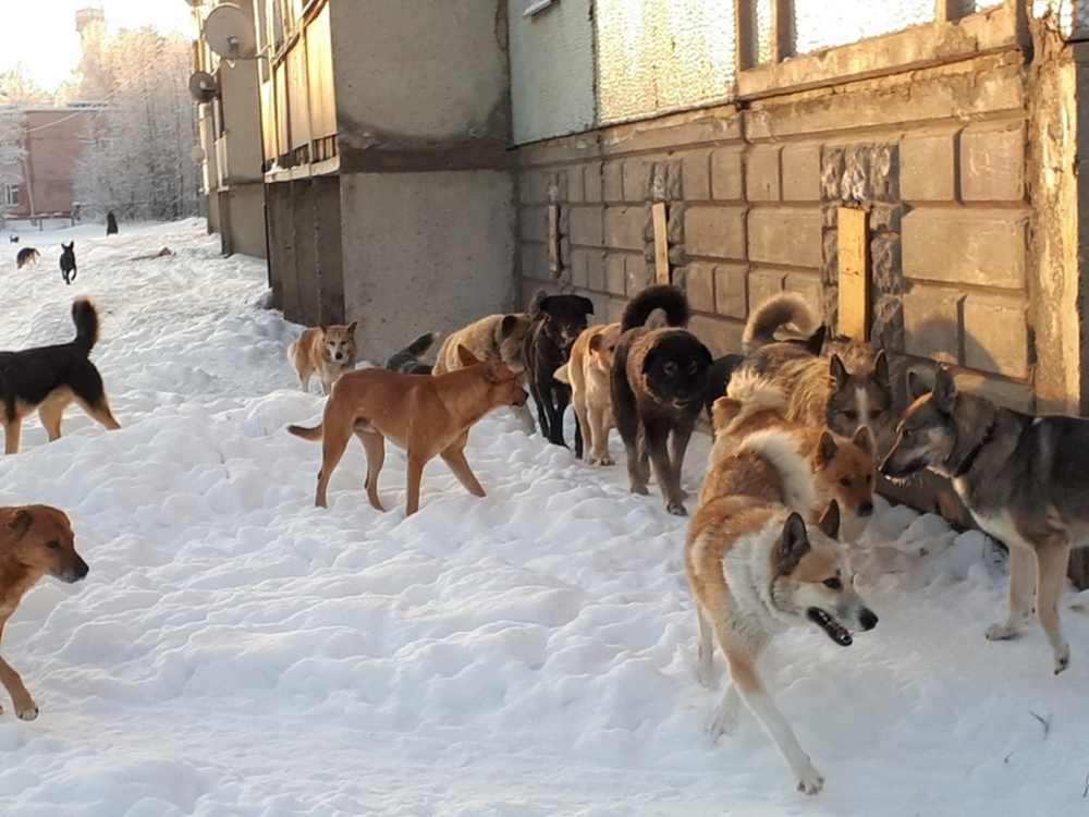 В Бурятии и Магаданской области разрешили усыплять агрессивных бездомных собак