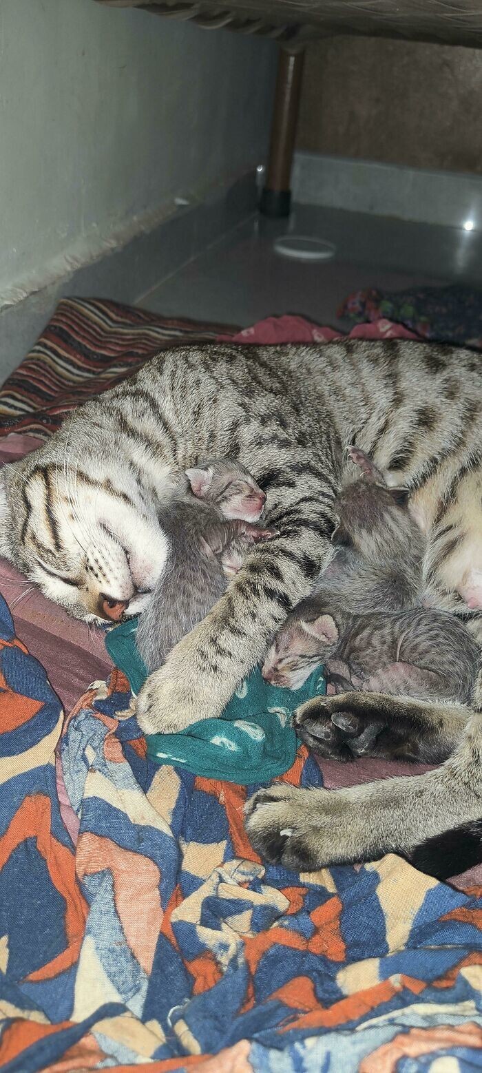 6. "Взяли с улицы маму-кошку с новорождёнными котятами"