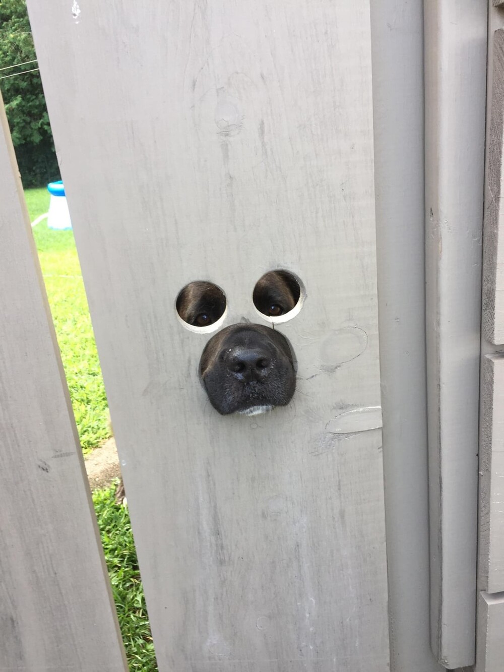 6. "Сосед прорезал дырки в заборе, чтобы его собака могла видеть улицу"
