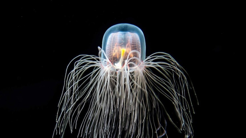 2. Бессмертная медуза