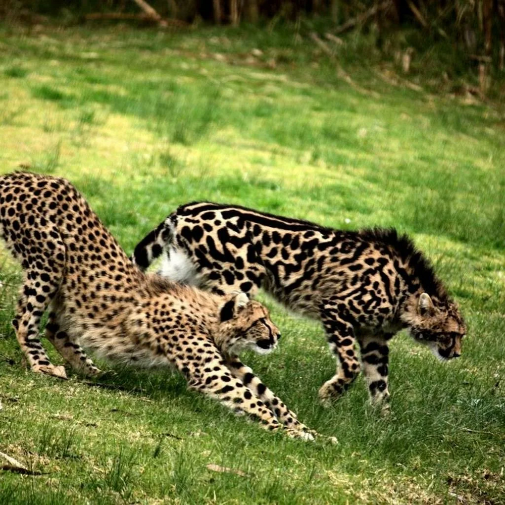 Королевский гепард: дикая кошка неземной красоты
