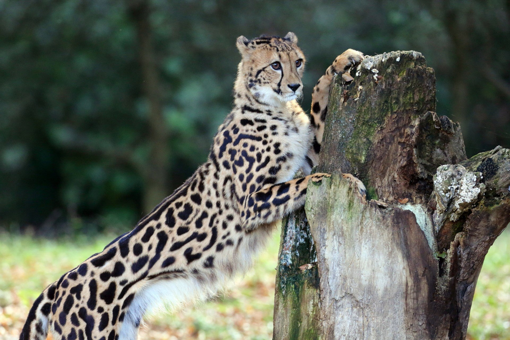 Королевский гепард: дикая кошка неземной красоты