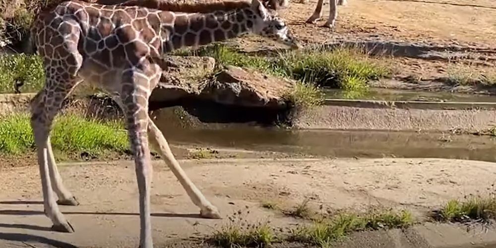 Длинные ноги мешают детёнышу жирафа попить воды