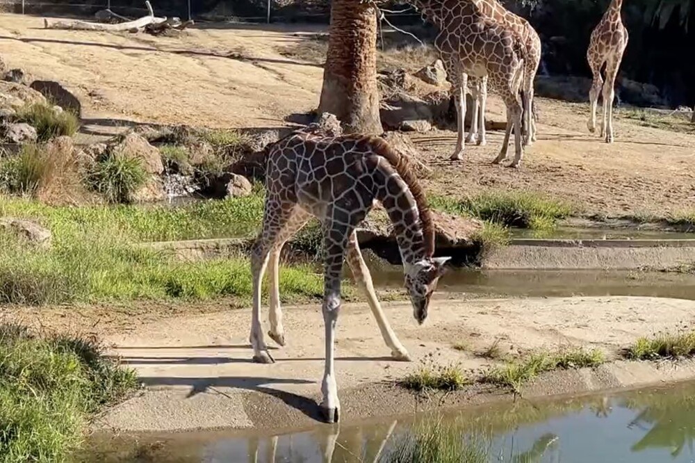 Длинные ноги мешают детёнышу жирафа попить воды