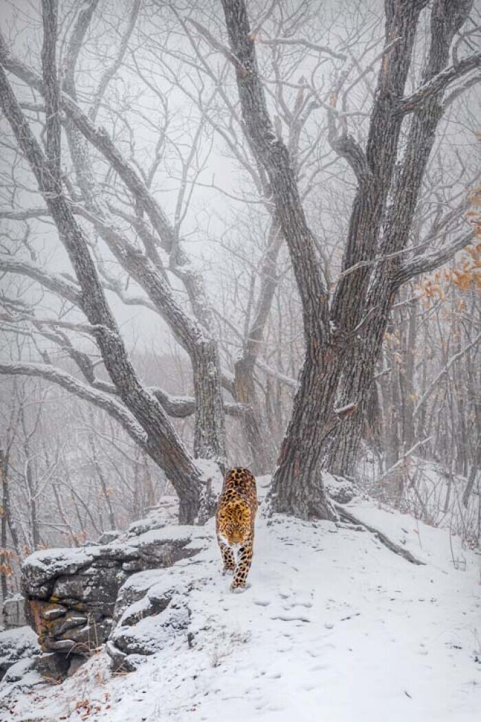 Категория "Млекопитающие": "Дальневосточный леопард", Сергей Горшков, Россия
