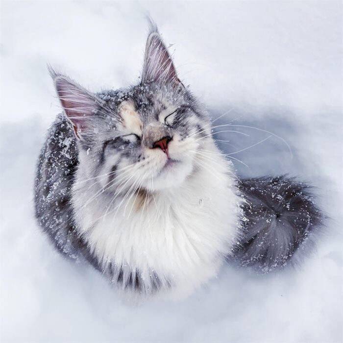 13.	Снежная зима снежного кота