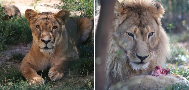 В белгородском зоопарке львица Лулу родила троих котят в День матери