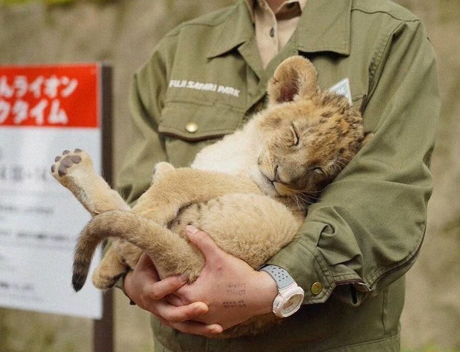 Сытый львёнок уснул на руках у смотрительницы