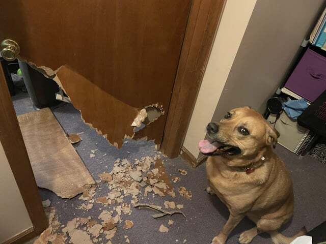 «Пёс решил вломиться в мою комнату, пока я был на работе»