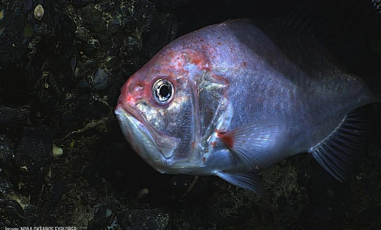 Атлантический большеголов: эти рыбы живут 200 лет!