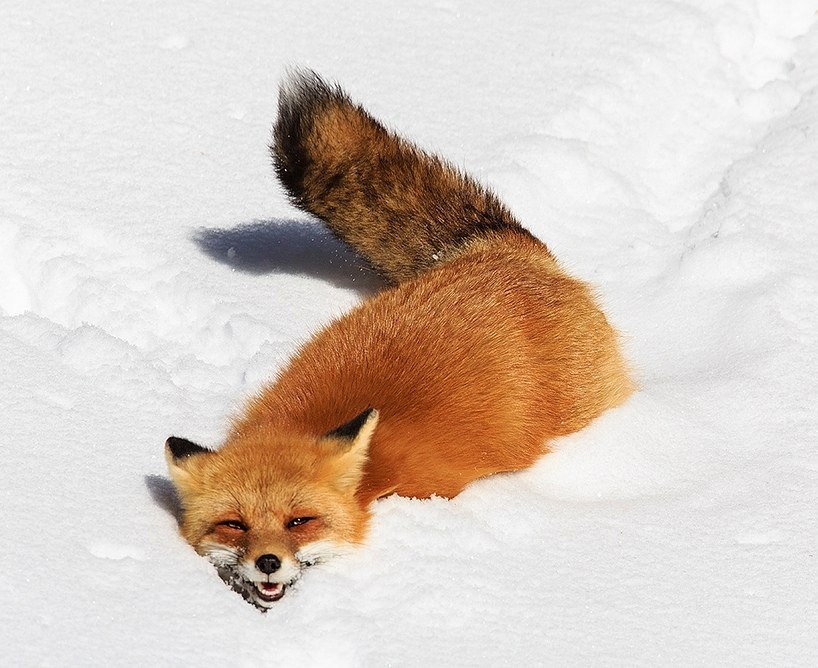 Критическая глубина снега: как этот параметр влияет на жизнь животных зимой