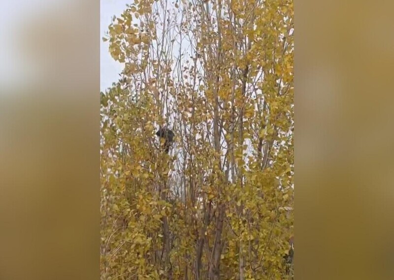 «Изголодавшийся» и «застрявший» на дереве енот сбежал от спасателей в Новороссийске