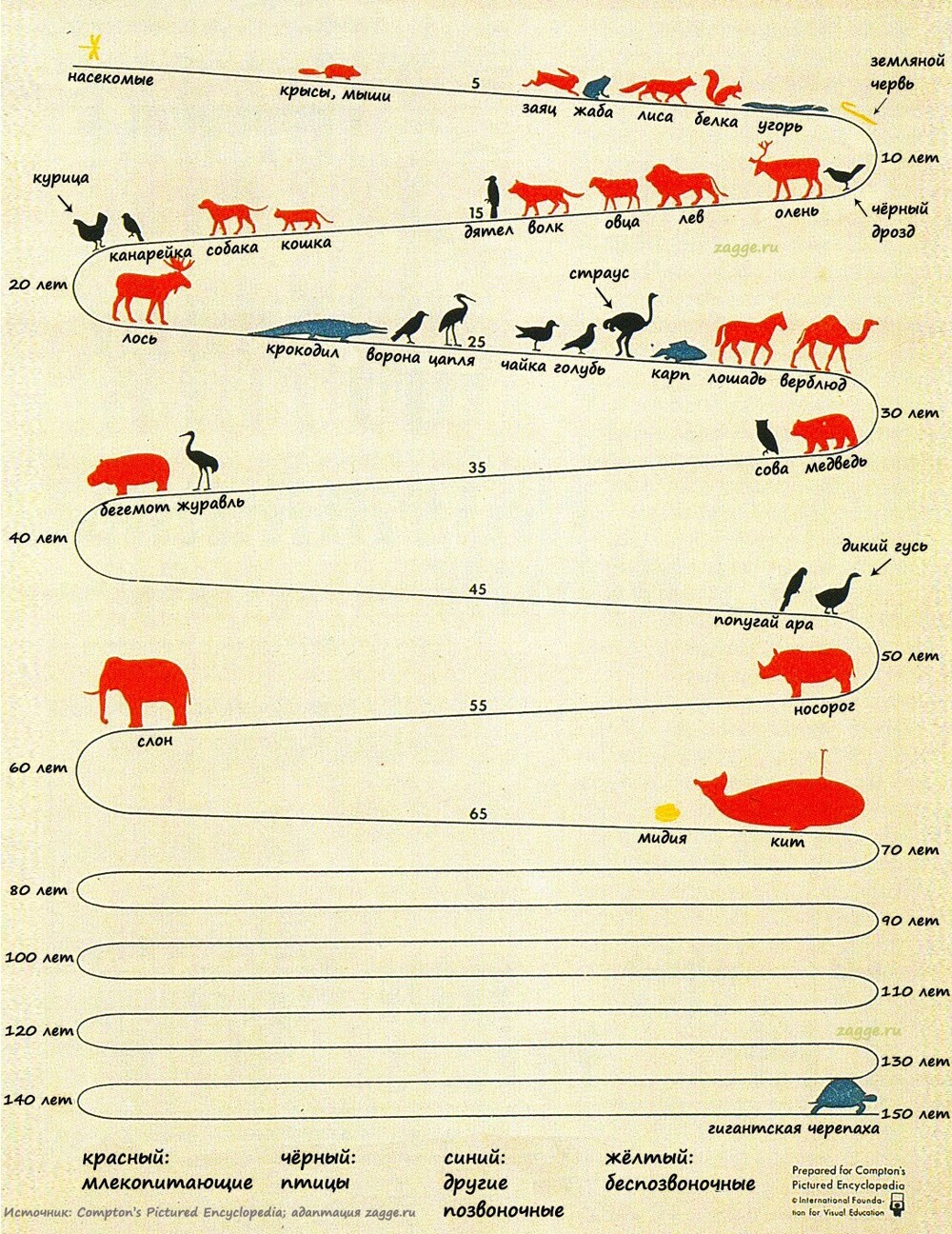 25. Продолжительность жизни животных