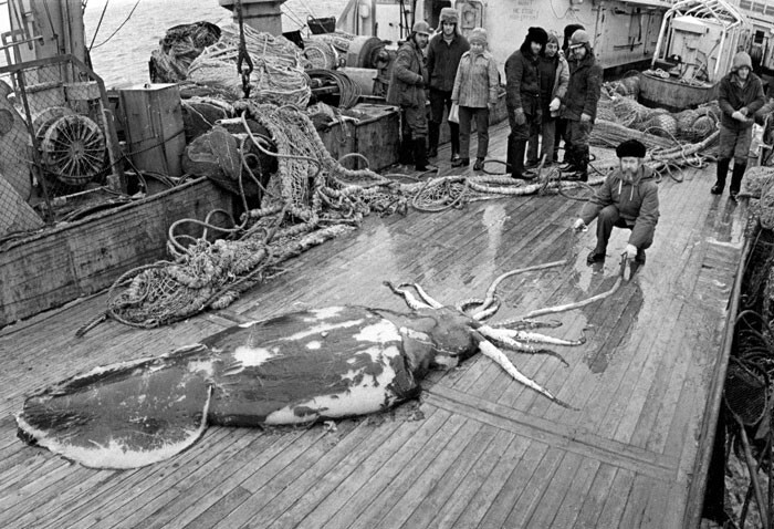 15. Антарктический глубоководный (колоссальный) кальмар, длиной до 14 метров и весом до полутонны. Он больше и злее «гигантских» кальмаров и достаточно велик, чтобы охотиться на кашалотов