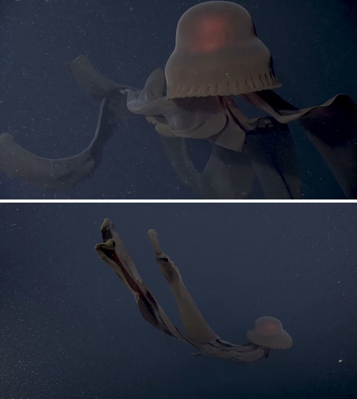 17. Призрачные медузы безвредны, но выглядят устрашающе и занимают много места