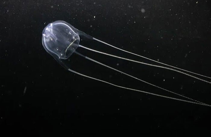 24. Медуза ируканджи. Она крошечная (1-2 см в диаметре), но чрезвычайно ядовита и может быть даже смертельно опасной