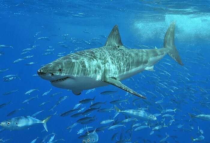 25. Большая белая акула