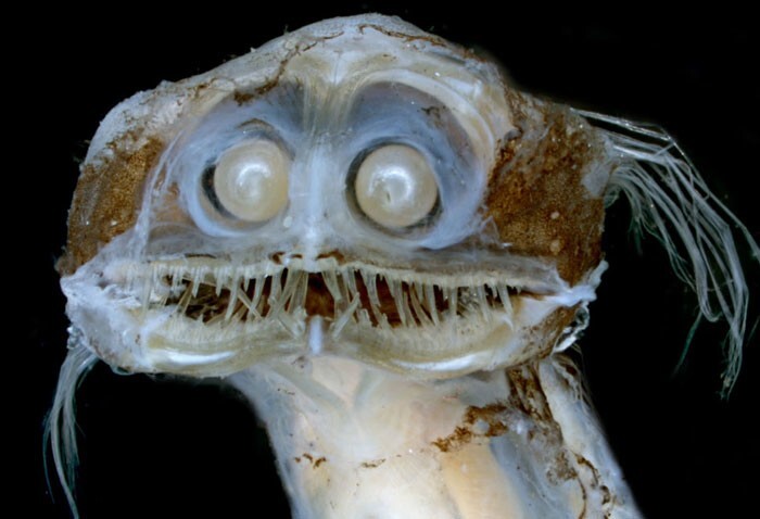 25 самых страшных кошмаров из морских глубин