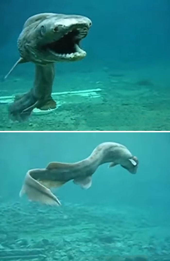 13. «Крылатая акула», обнаруженная в Авасиме, Япония. Она послужила вдохновением для фильма «Годзилла: Возрождение»
