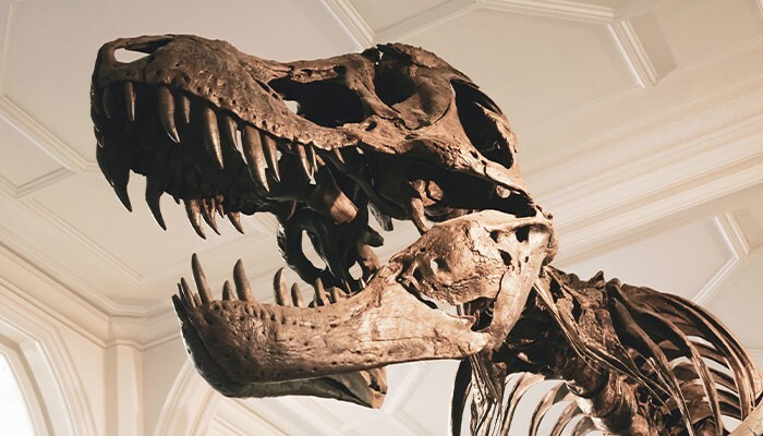 «Во всём виноваты динозавры»: почему люди не живут до 200 лет