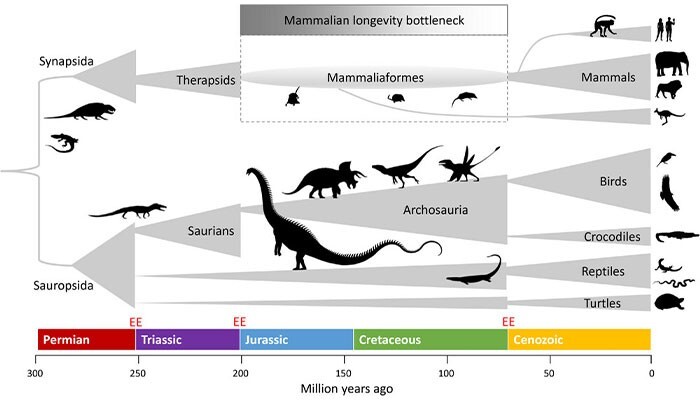 «Во всём виноваты динозавры»: почему люди не живут до 200 лет