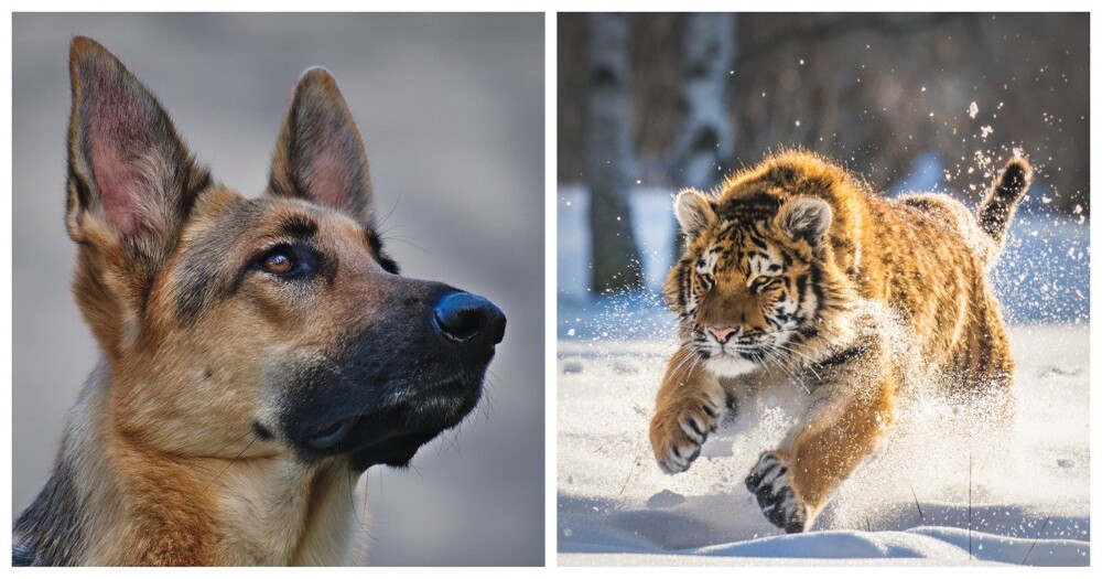 В Хабаровском крае тигр сначала утащил в лес домашнюю собаку, а потом - её хозяина
