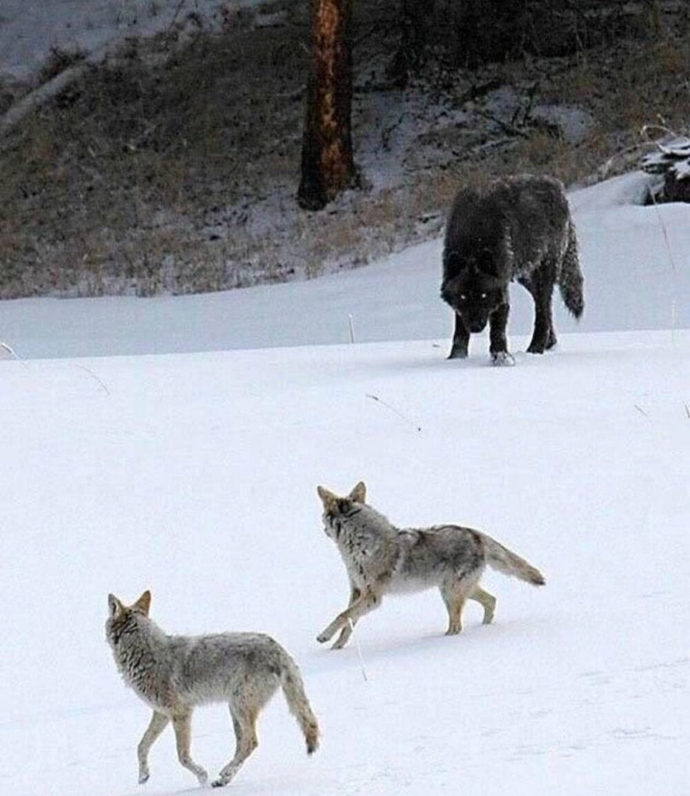 3. Волк и два койота