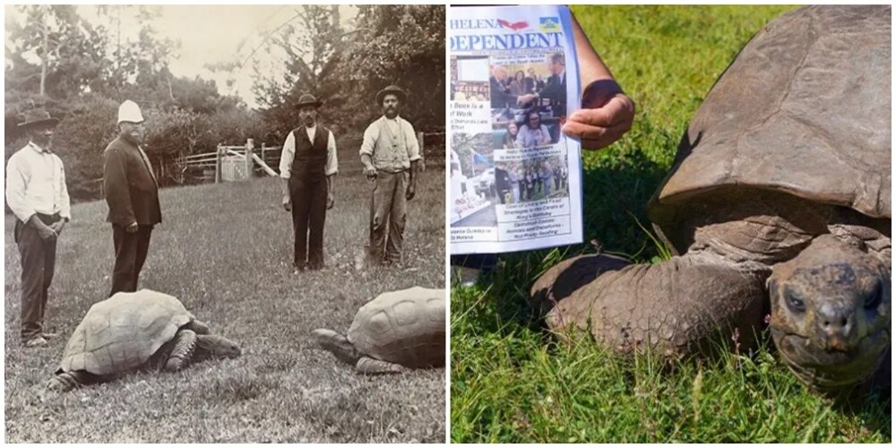 Черепаха Джонатан стала самым старым существом на земле, отметив свой 191 день рождения