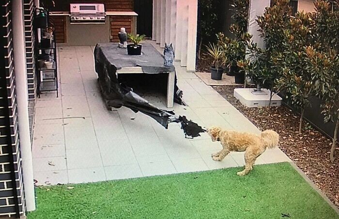 9. "Пока был на работе, решил посмотреть камеры наблюдения во дворе, и как там поживает мой пёс"