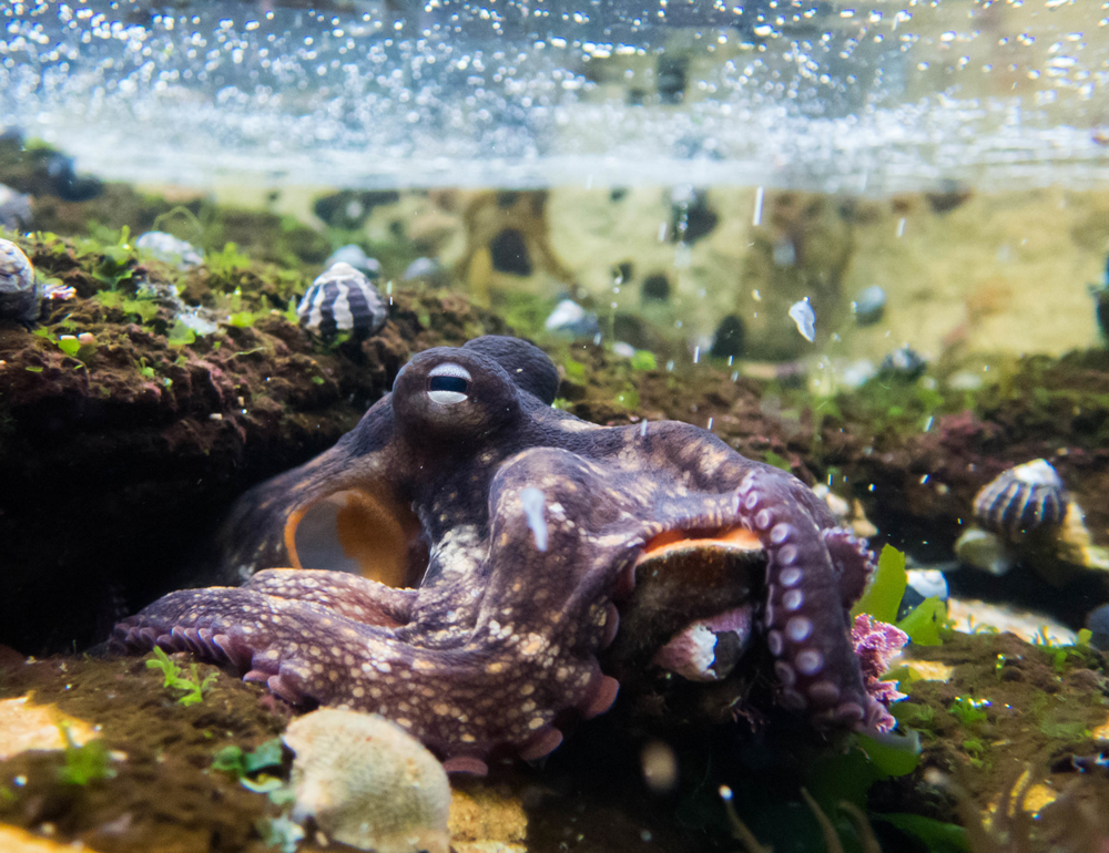 Угрюмые осьминоги: их споры за территорию доходят до абсурда