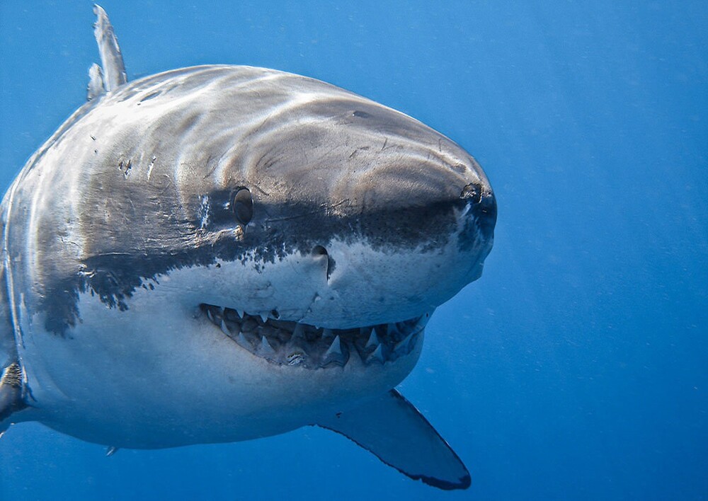 Почему не стоит уплывать от акулы