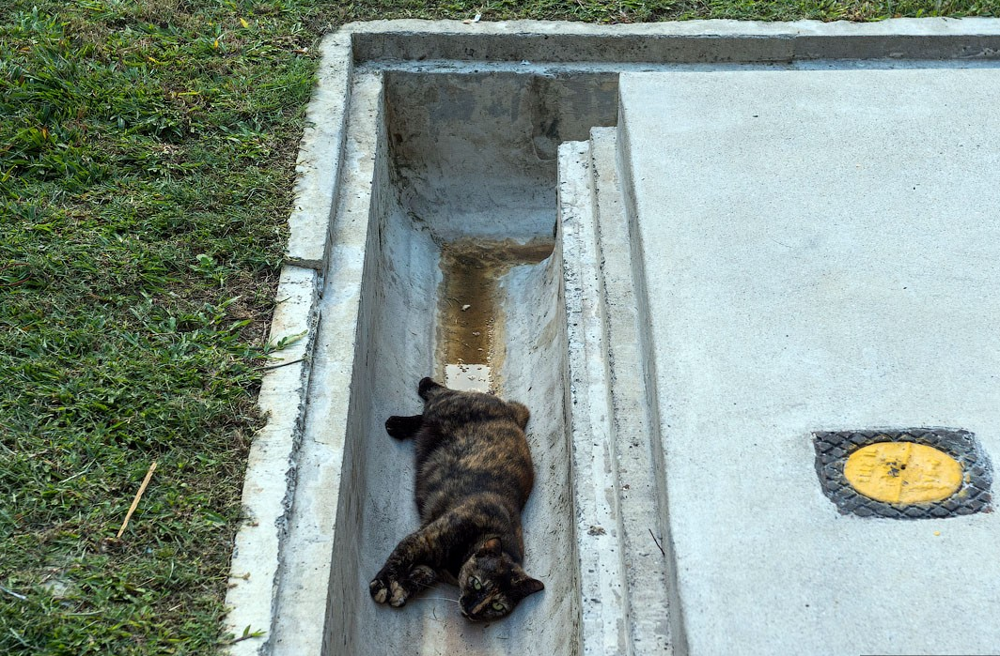 Кошки больше не вне закона в Сингапуре
